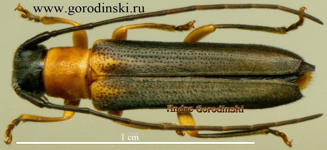 http://www.gorodinski.ru/cerambyx/Nupserha infantula.jpg